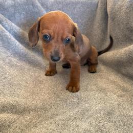 Girl 1 - Dapple female Dachshund puppy in Moriarty, New Mexico from Lil Smokey’s of New Mexico
