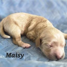 Maisy - Cream female Poodle puppy in Rutherford County, North Carolina from Simply Grace Farms