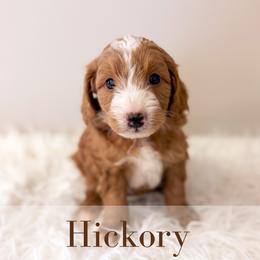 Hickory - Red  male Goldendoodle puppy in Melba, Idaho from KZ Doodles