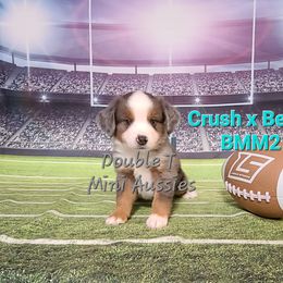 "Romeo" BMM 2 (SOLD) - Blue merle Miniature Australian Shepherd puppy in Smiths Station, Alabama from Double T Mini Aussies