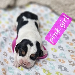 Pink girl - Black tan and bluetick female Beagle puppy in Lore City, Ohio from Loves Kennel