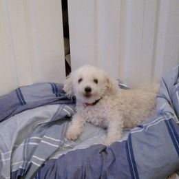 Bichon Frise Puppies from JMs Bichons