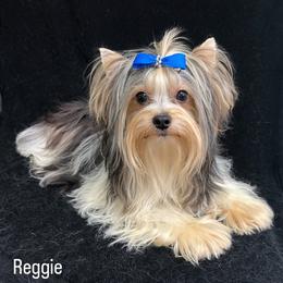 Reggie - Biewer Terrier