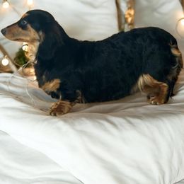 Oakley - Dachshund