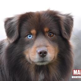 Yondu - Miniature American Shepherd