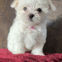 Maltese Puppies from Adorable Maltese Puppies
