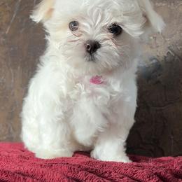 Maltese Puppies from Adorable Maltese Puppies