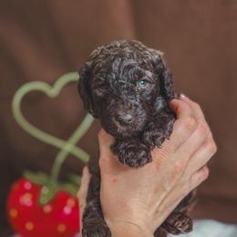 June Bug - Brown male Poodle puppy in Midwest City, Oklahoma from Strawberry Hill Puppy Patch