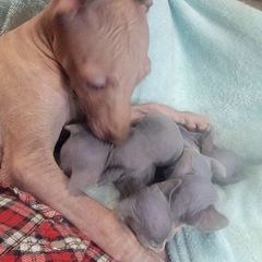 Cosmos - Copper Peruvian Inca Orchid puppy in Waldron, Arkansas from Gryphon Lane Dachshunds and PIOs