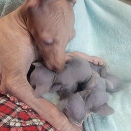 Cosmos - Copper Peruvian Inca Orchid puppy in Waldron, Arkansas from Gryphon Lane Dachshunds and PIOs