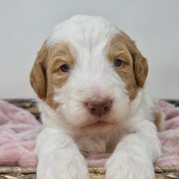 Teal Male - Parti male Goldendoodle puppy in Great Falls, Montana from Montana Goldendoodles