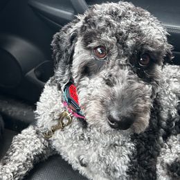 Beasley - Labradoodle