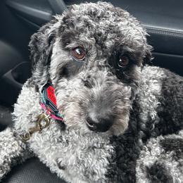 Beasley - Labradoodle