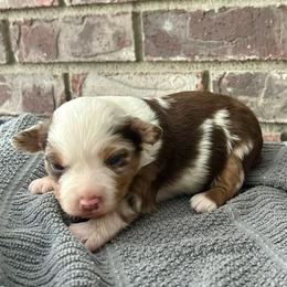 Boy 2 - Red merle male Toy Australian Shepherd puppy in Milton Freewater, Oregon from Sparkling Cross Toy & Mini Aussies