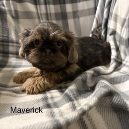 Maverick - Blue male Shih Tzu puppy in Jasper, Indiana from Jacob’s Spoiled Shih Tzu