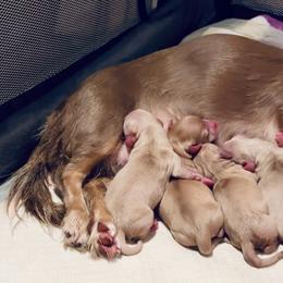Oscar - Fawn (isabella) and cream male Dachshund puppy in Fontana, California from DOXI.E.