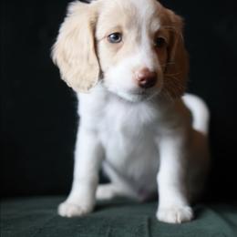 Edward - Cream male Aussiedoodle puppy in Millville, California from Hope Lane Kennels