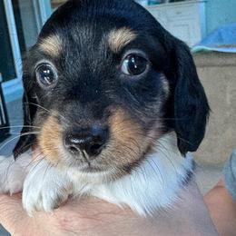 Blaze - Piebald male Dachshund puppy in Summit, South Carolina from Doxies4Paws