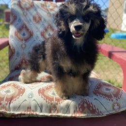 Poodle Puppies from Neely Family Poodles