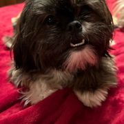 Shelby - Shorkie