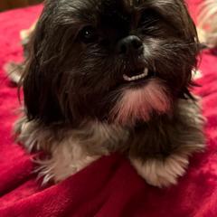 Shelby - Shorkie
