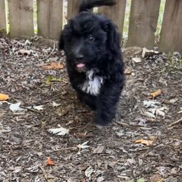 Onyx - Black and white male Aussiedoodle puppy in Grand Haven, Michigan from Happy Hippy Doodles
