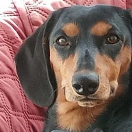 JoJo - Dachshund