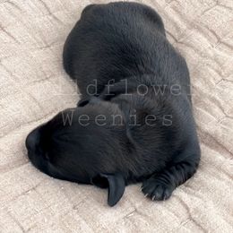 Dachshund Puppies from Wildflower Weenies