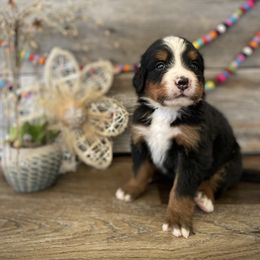 Bernedoodle and Bernese Mountain Dog Puppies from Bernese By Barzees