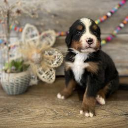 Bernedoodle and Bernese Mountain Dog Puppies from Bernese By Barzees