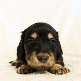 Daisy - Black and cream female Dachshund puppy in Sylvania, Alabama from Yancey’s Doxies