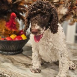 Girl 2 - Parti female Poodle puppy in Detroit, Michigan from Pretty Spoiled Spoos llc