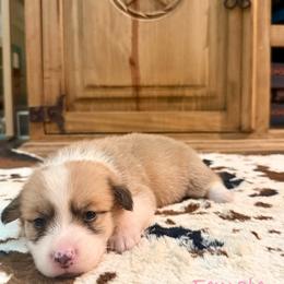 Female 2 - Red female Pembroke Welsh Corgi puppy in Johnson City, Texas from McCall Creek Corgis
