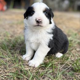Ross ASDR - Black tri-color male Australian Shepherd puppy in Orlando, Florida from Skaky Shepherds