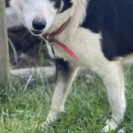 Border Collies from JL Borders