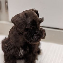 Miniature Schnauzer Puppies from Pawesome Pups