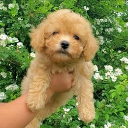 General- Toy-Mini Poodle - Apricot male Poodle puppy in Falcon, Missouri from Cedar House Heritage Poodles | AKC Toy & Miniature Poodle Puppies Raised in Home