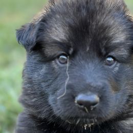 Girl 1 - Sable German Shepherd puppy in Little Rock, Arkansas from Vom Gonza German Shepherds