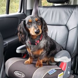 Dachshund All Grown Up from Rissas CrAz Critters