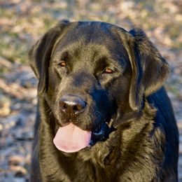 Emmy Lou - Labrador Retriever