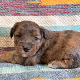 Bingo - Red merle female Aussiedoodle puppy in Lebanon, Missouri from Kaitlen's Doodle Pups