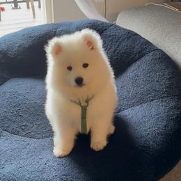 Samoyed Puppies from High Lonesome