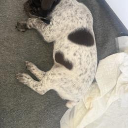 German Shorthaired Pointer Puppies from Red Hills GSPs