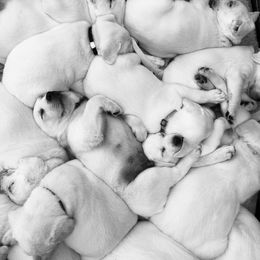 Labrador Retriever Puppies from Lucky Ranch Labradors