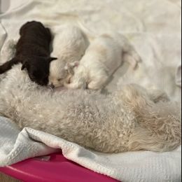 Yorkipoos and Yorkshire Terriers from Carolyn Bess's Yorkies and Yorkipoo Puppies