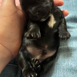 John - Black and tan male Yorkshire Terrier puppy in Waco, Texas from Betterthan Chocolate Yorkies