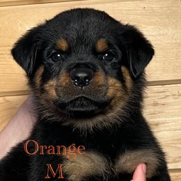 Rottweiler Puppies from Obsessions Rottweiler