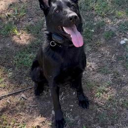Karti - German Shepherd