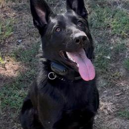 Karti - German Shepherd