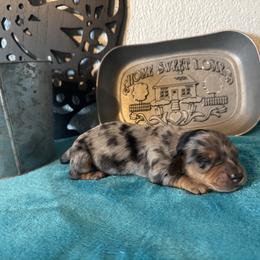 Luna - Dapple female Dachshund puppy in Conroe, Texas from Wade’s Teenie Weenies